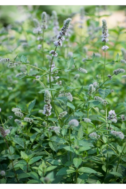 М’ята колосиста Якіма квіти